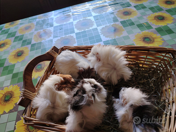 Caviette peruviane/porcellini d'India