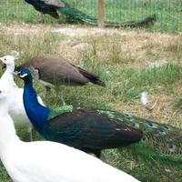 Pavoni varie colorazioni