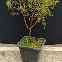 bonsai di cipresso sempreverde 02 