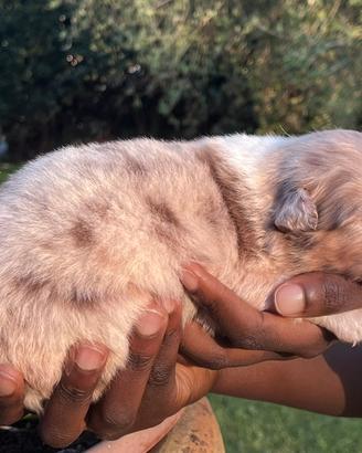 Cuccioli Australian Shepherd