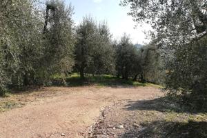 Uliveta comune di Terricciola