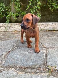 Vendita cuccioli Rhodesian Ridgeback