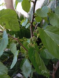 Albero di gelso nero di Otranto 