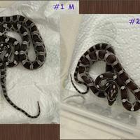 Baby Serpente del grano Guttata Snow Anery Ghost