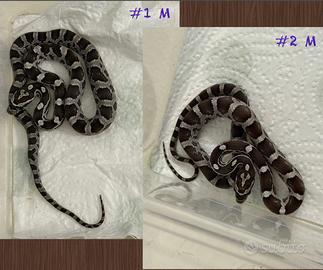 Baby Serpente del grano Guttata Snow Anery Ghost