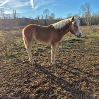 Puledro haflinger