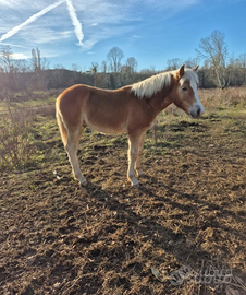 Puledro haflinger