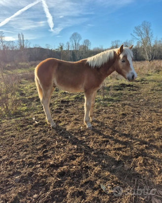 Puledro haflinger