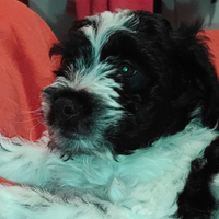 Lagotto springer da tartufo