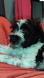 Lagotto springer da tartufo