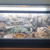 TERRARIO E N.2 GECHI