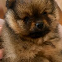 Spitz nano di Pomerania femmina