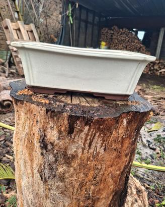 vaso bonsai