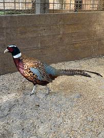 Fagiano Colchico Maschio