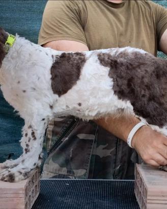 Lagotto romagnolo pedigree ENCI