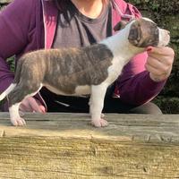 Cucciole di amstaff
