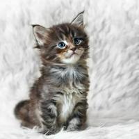 MAINE COON CUCCIOLI maschi femmine pag.dilazionato