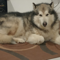 Malamute per monta