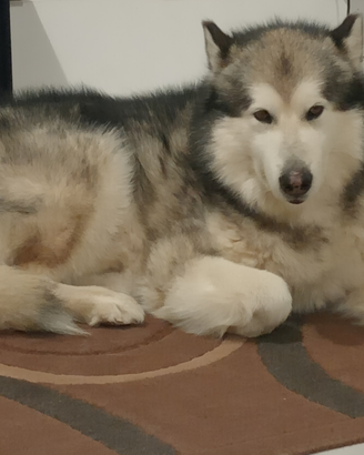 Malamute per monta