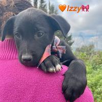 Cuccioletti tenerissime e giocherellone