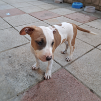 Cucciole di pittbull tricolor in adozione