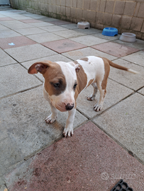 Cucciole di pittbull tricolor in adozione