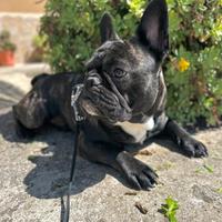 Bull dog Francese per monta