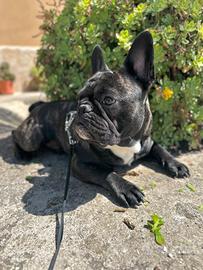 Bull dog Francese per monta