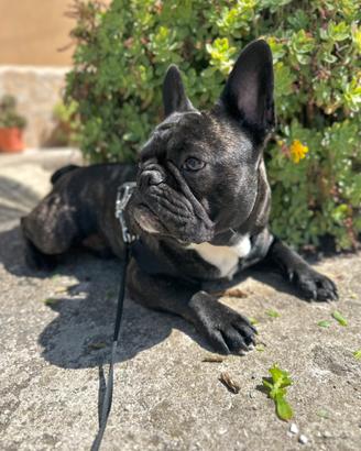 Bull dog Francese per monta
