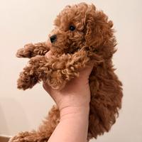 Disponibili Barboncino maschio Toy