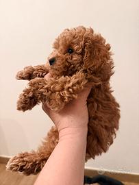 Disponibili Barboncino maschio Toy