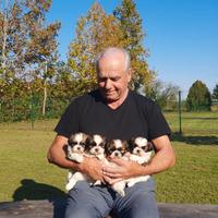 Shih Tzu cuccioli con pedigree Enci