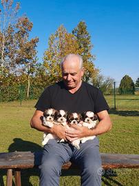 Shih Tzu cuccioli con pedigree Enci