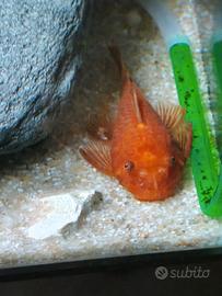 Ancistrus super red