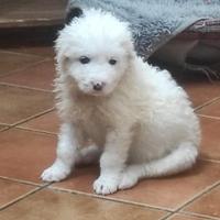Cucciola in adozione