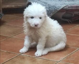 Cucciola in adozione