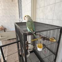 Coppia riproduttiva + pulli Agapornis pappagalli