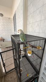 Coppia riproduttiva + pulli Agapornis pappagalli