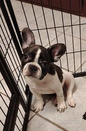 Bulldog francese