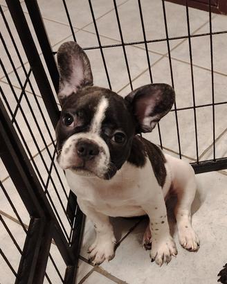 Bulldog francese