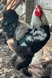 Brahma polli giganti