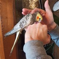 Calopsite allevata a mano