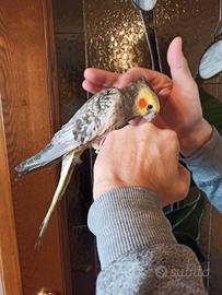 Calopsite allevata a mano