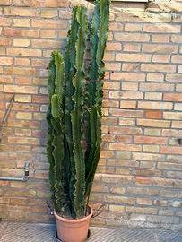 Euphorbia eritrea o abyssinica