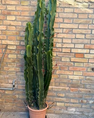 Euphorbia eritrea o abyssinica
