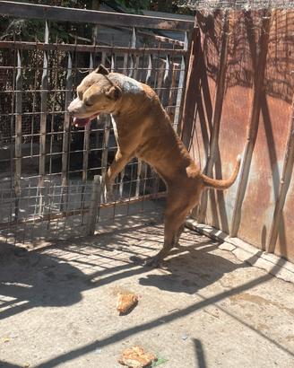 Pit bull
