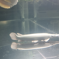 Pesci platinum gar aligatore luccio acquario