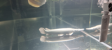 Pesci platinum gar aligatore luccio acquario