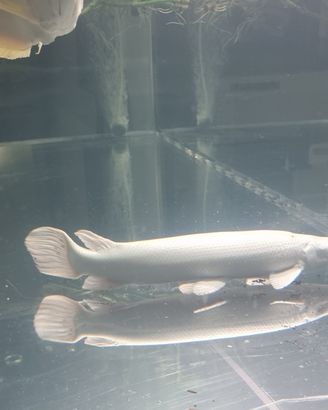 Pesci platinum gar aligatore luccio acquario