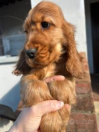 Cuccioli di cocker spaniel inglese